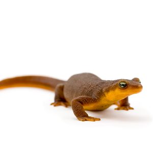 Rough Skinned Newt