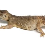 Shield Tailed Agama