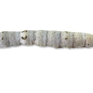 Silkworms