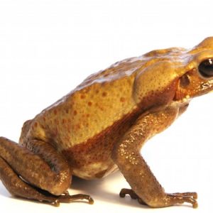 Smooth Sided Toad