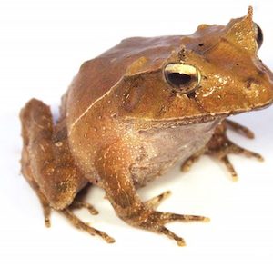 Solomon Island Leaf Frog