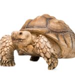Sulcata Tortoise