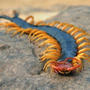 Texas Red Headed Centipede