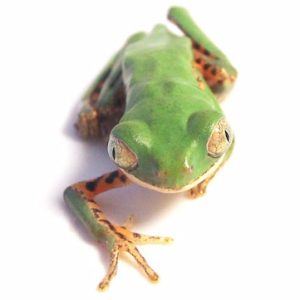 Tiger Leg Tree Frog