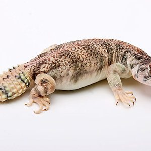 Omani Uromastyx