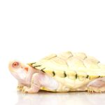 Albino Red Eared Slider Turtle
