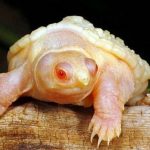 Albino Snapping Turtle
