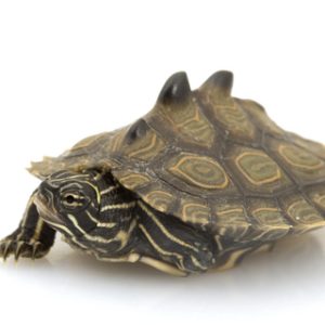 Black Knobbed Map Turtle