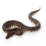 Black Pastel Ball Python