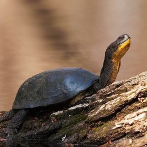 Blandings Turtle