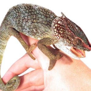 Elephant Eared Chameleon