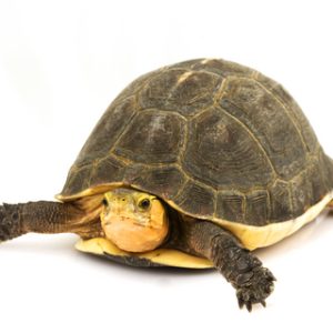 Chinese Box Turtle