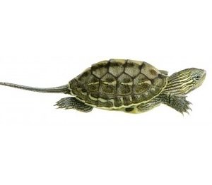 Golden Thread Turtle