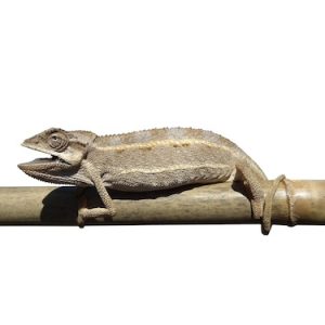 Desert Side Striped Chameleon