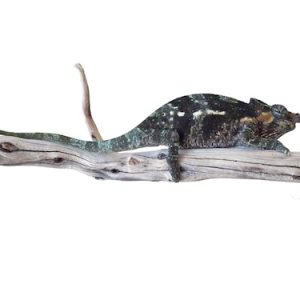 Dwarf Fischers Chameleon