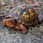 Eastern Box Turtle