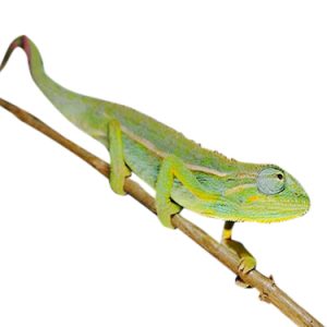 Elliots Chameleon