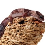 African Fat Tail Gecko