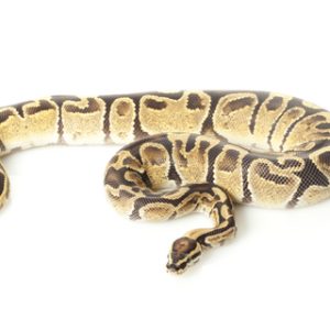 Fire Ball Python