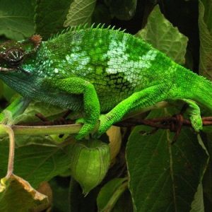 Fischers Chameleon