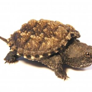 Florida Snapping Turtle