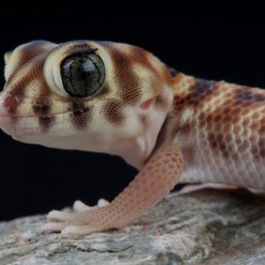 Frog Eye Gecko