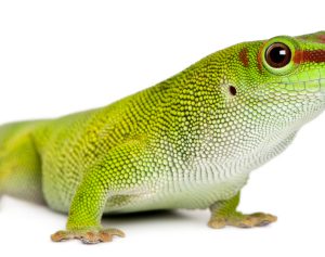 Giant Day Gecko