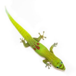 Gold Dust Day Gecko