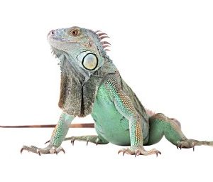 Green Iguana