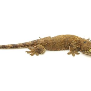 Halmahera Giant Gecko