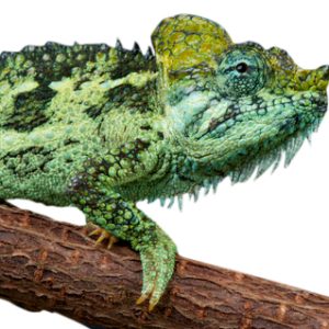 Helmeted Chameleon
