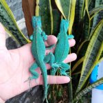 Blue Axanthic Iguana