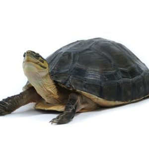 Indonesian Box Turtle
