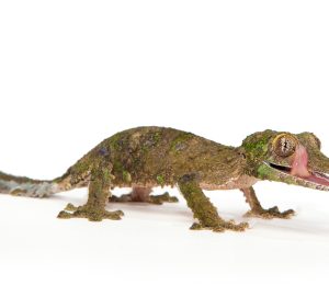 Mossy Leaf Tailed Gecko