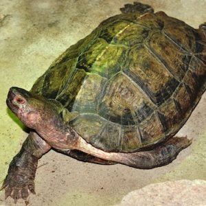Malayan Wood Turtle