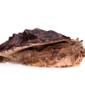 Mata Mata Turtle
