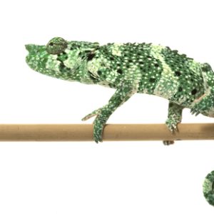 Mellers Chameleon