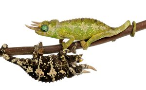 Mount Meru Jacksons Chameleon