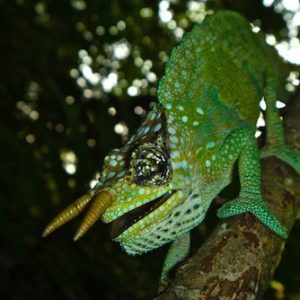 Two Horned Chameleon