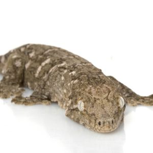 New Caledonian Gecko