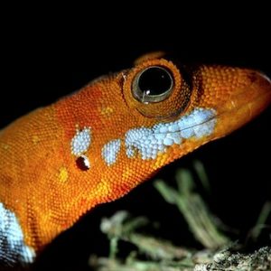 Orange Headed Gecko