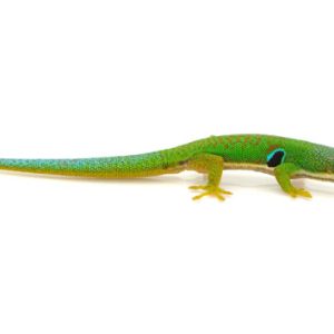 Peacock Day Gecko