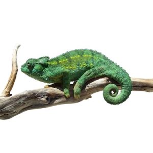 Rudis Chameleon