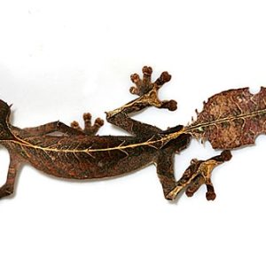 Satanic Leaf Tailed Gecko