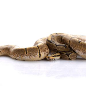 Spider Ball Python