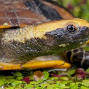 Twist Necked Turtle