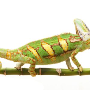 Veiled Chameleon