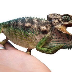 Giant Spiny Chameleon