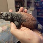 Chuckwalla