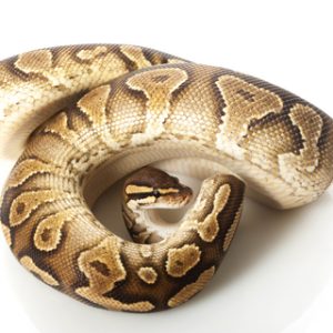 Yellow Bellied Ball Python